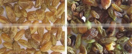 The Most popular Raisins Color Sorter Machine with high quality