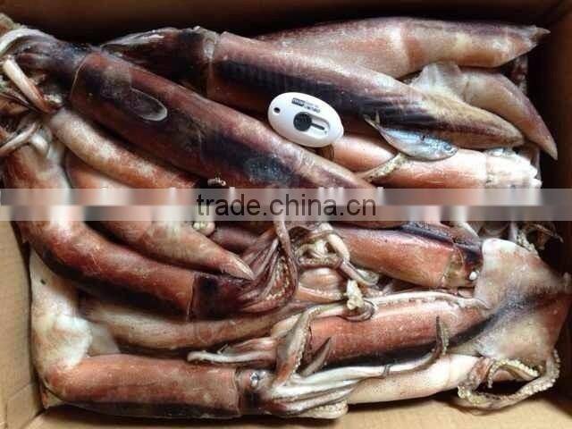 Whole Round BQF Frozen Todarodes Pacificus Squid