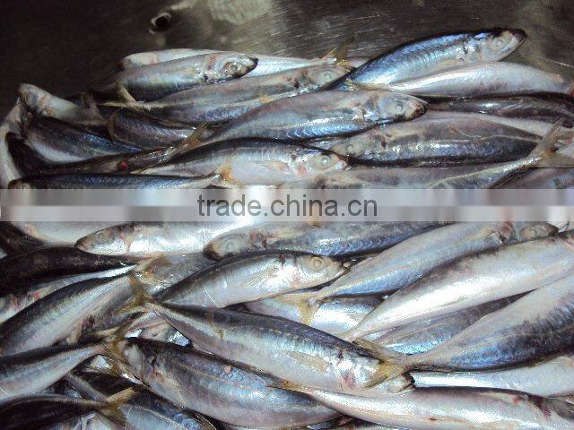 Frozen round scad (muroaji)