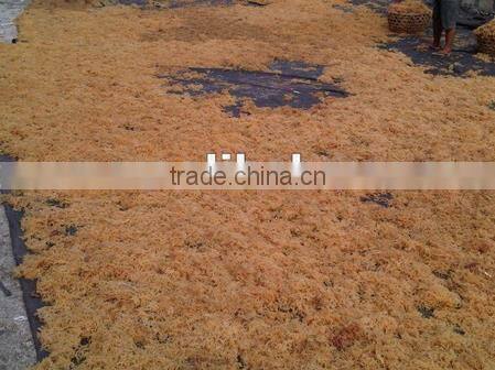 Eucheuma Spinosum With Good Price