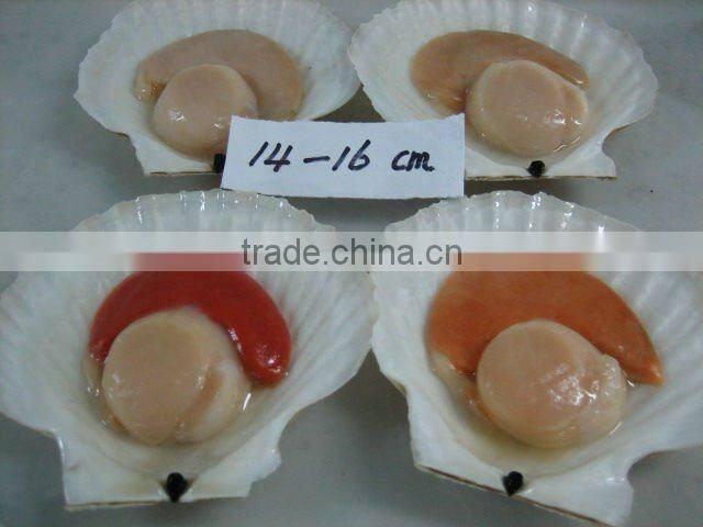 Frozen scallops adductor