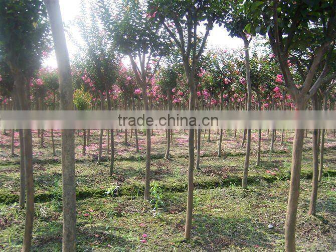 lagerstroemia indica