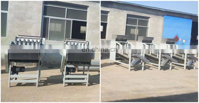 Good performance Apricot kernel classifier grader sorting machine