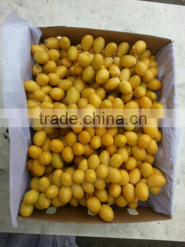 Palm Dates from India