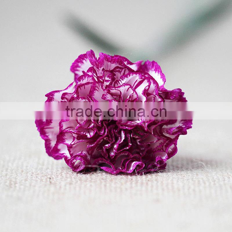Wholesale fresh carnation cut flower prices