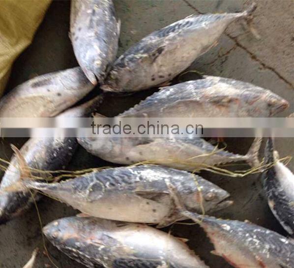 Frozen Bonito Tuna Fish Whole Round/Bonito Tuna For Sale
