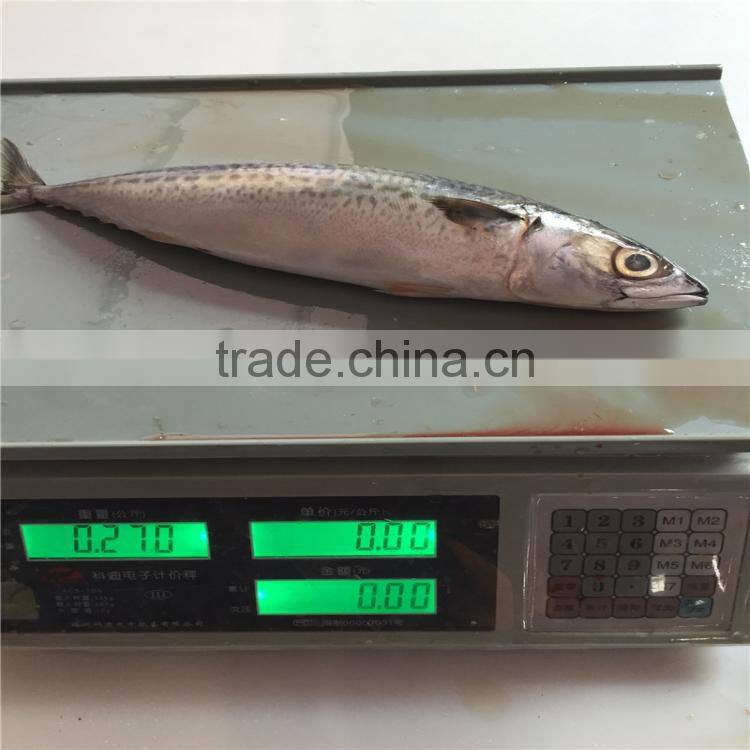 Chub mackerel frozen whole frozen mackerel bait for sale