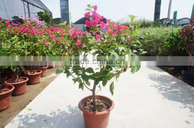 Bougainvillea spectabilis