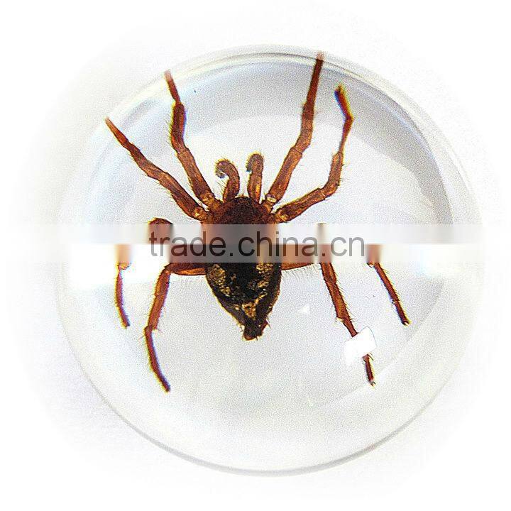 6.0 cm real resin acrylic marble ball with bugs
