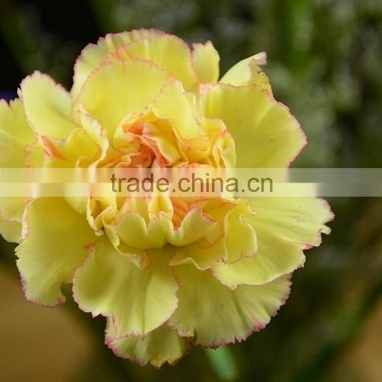 Beautiful new arrival exporters carnation