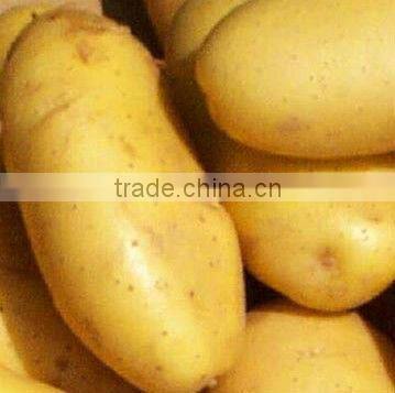 2013 new crop fresh potato(mesh bag)