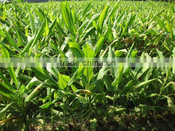 Turmeric finger 2014 strong taste