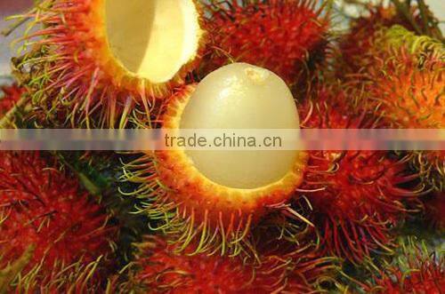 HKVIMEX'S Fresh Rambutan for EU market