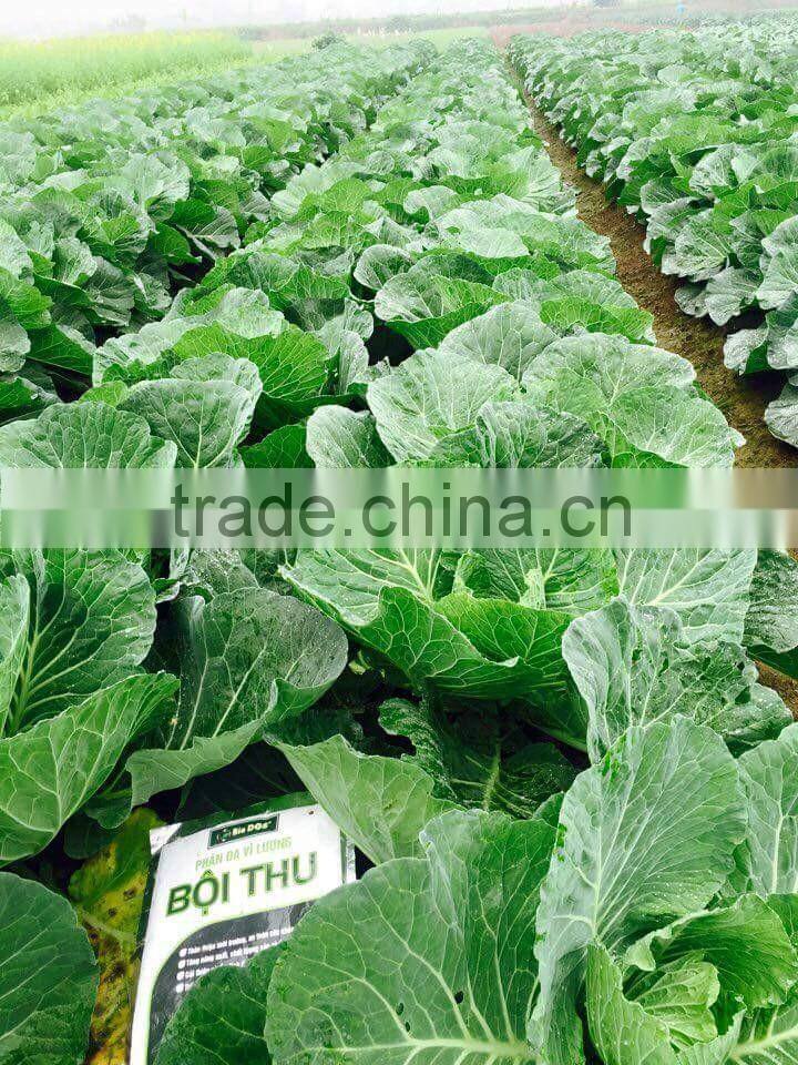 VIET NAM FRESH CABBAGES VIETGAP