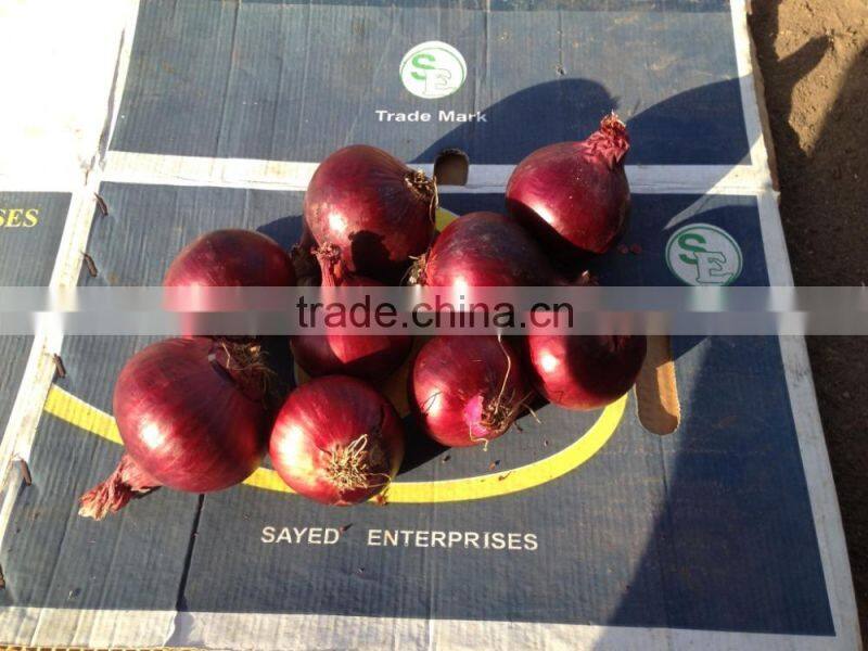 fresh onion from egypt high quality