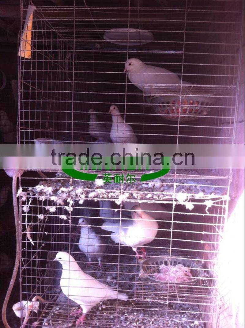 Qatar Poultry Farm Racing Pigeon Cage