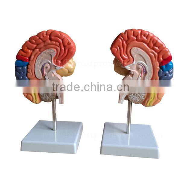 Colorized Handmade Anatomical Human Organs Brain Model