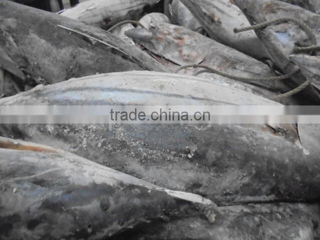 2016 Super Frozen Fish Skipjack Tuna 1.8kg up