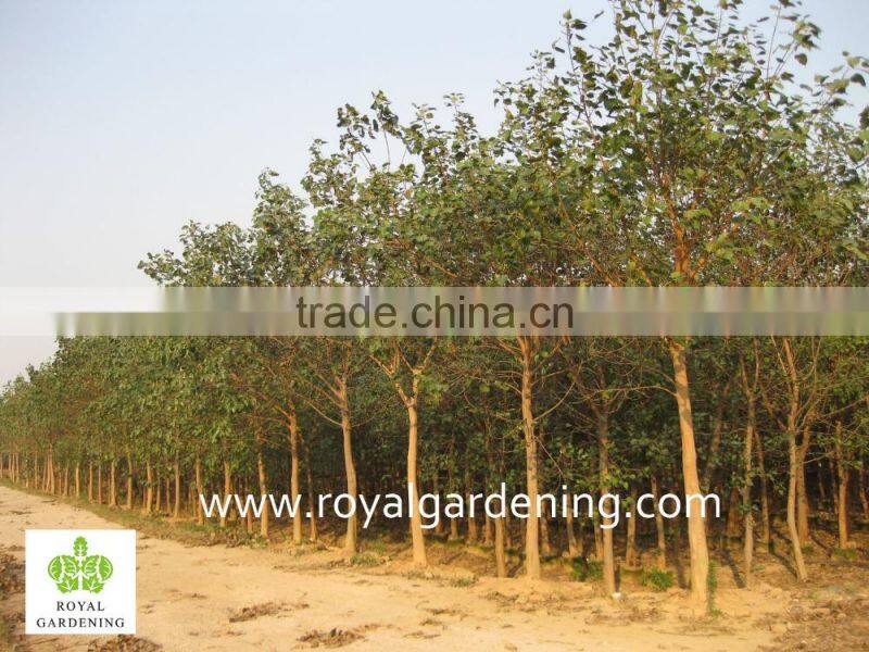 Ficus Religiosa landscaping project trees