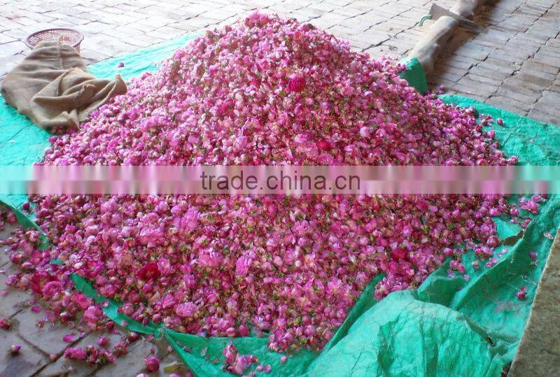 Rose Oils , Rosa damascene,