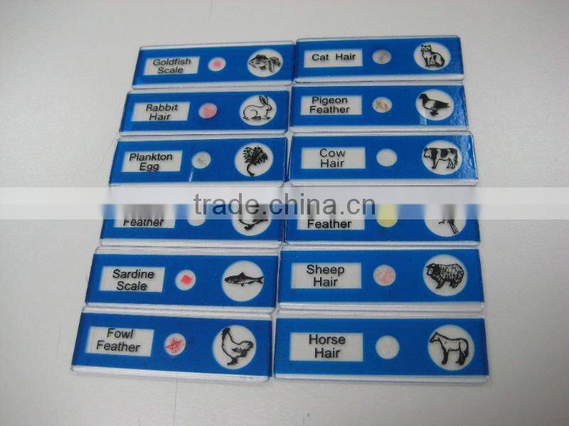 Sample Tulip pollen children miscroscopic slides