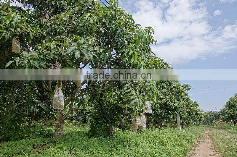 Best Price Fresh Yellow Mango with High Quality