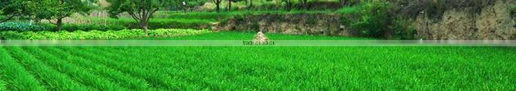 Chinese leek/Chinese chives
