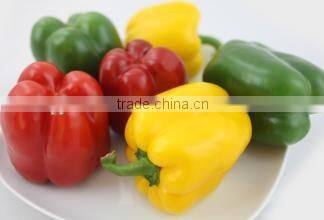 Fresh Red/Yellow Pepper