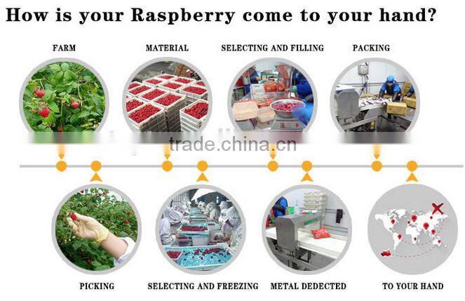 Frozen Berry Fruits/Frozen Raspberry