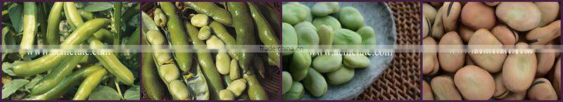 dry horse beans kernel