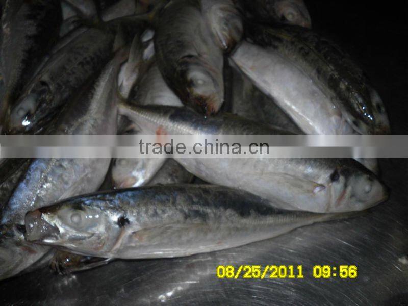 frozen horse mackerel whole round smalleye