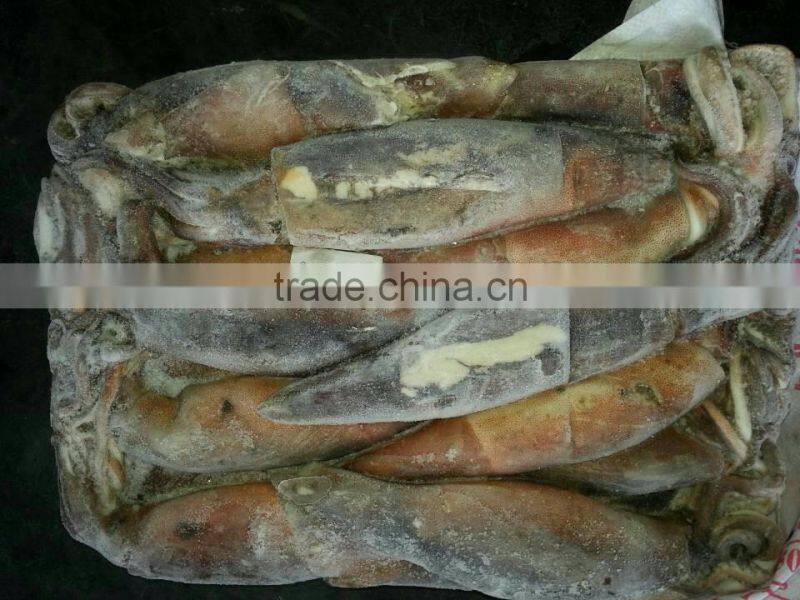 frozen Argentina squid with different specification