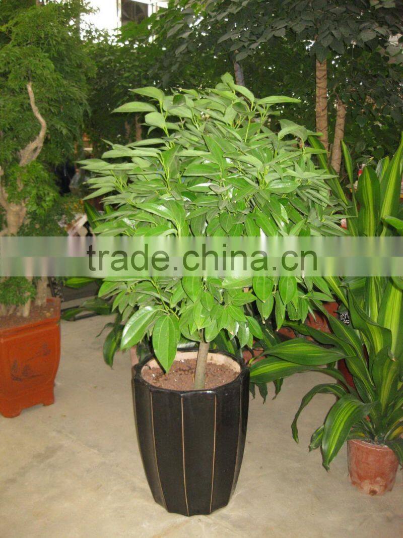 Cinnamomum cassia Ornamental Plants