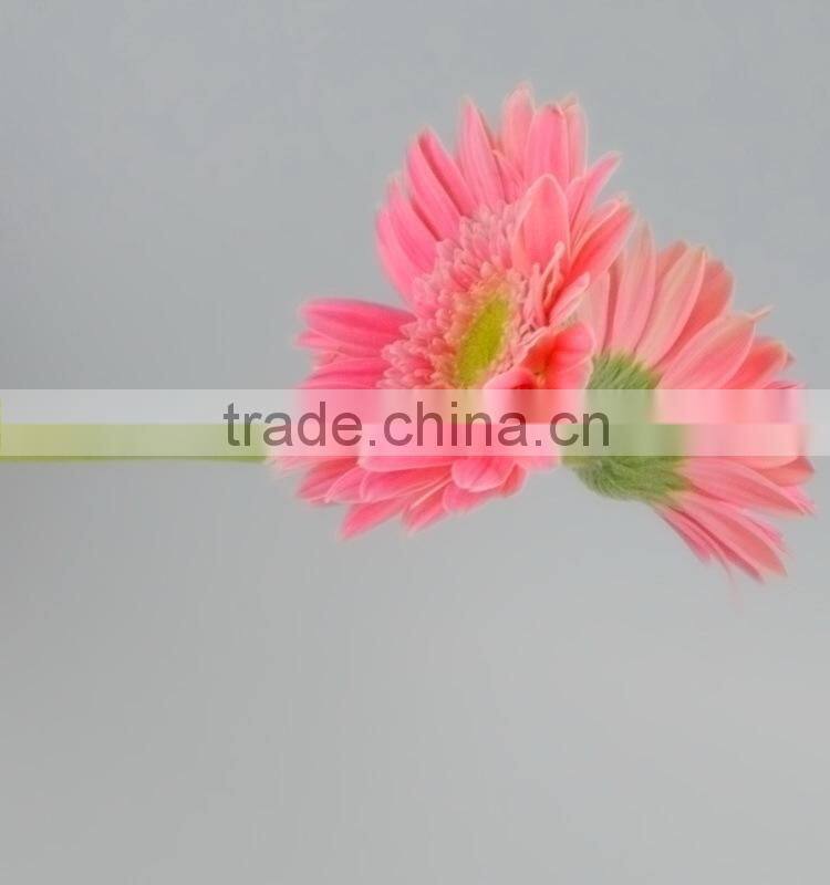 Fashionable Honey fresh cut gerbera flower