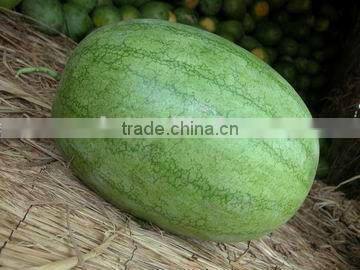 Green beauty high resistance big size hybrid f1 watermelon seeds