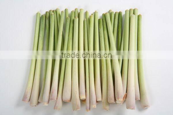 Viet Nam Fresh Lemongrass/ Cutting/ MINCED/ POWDER