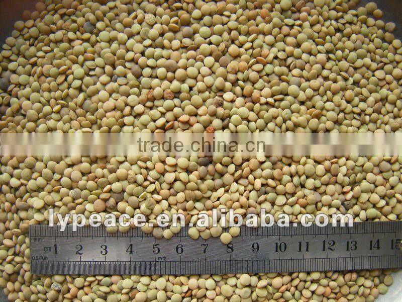 uniformed laird green lentils from china