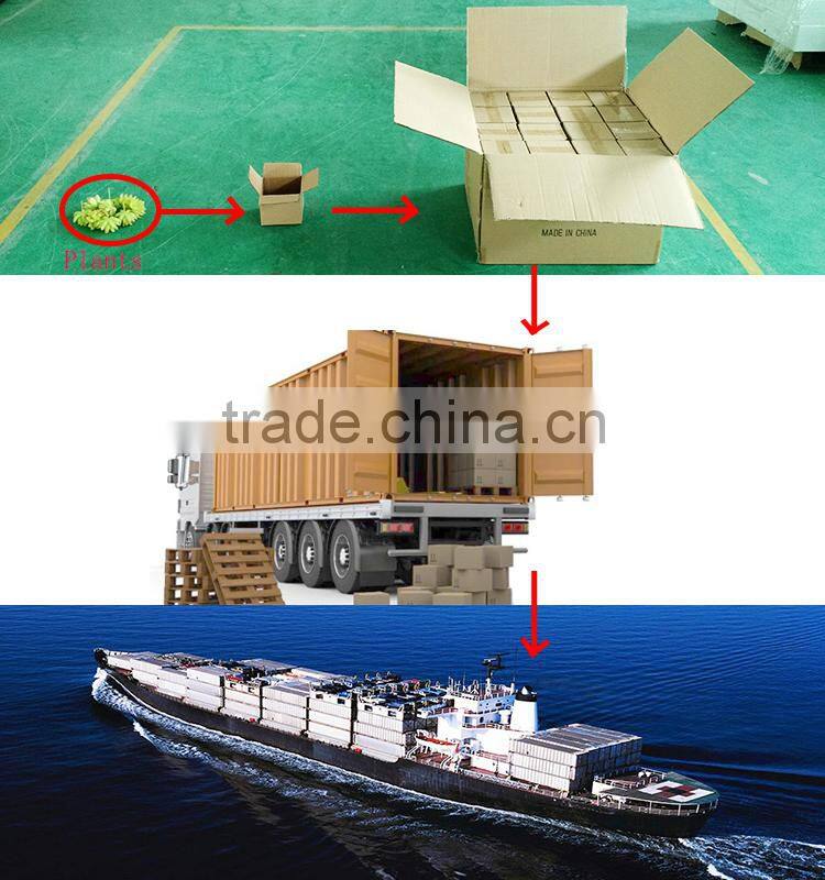 Plastic Baby Artificial Red Echeveria Succulent Stem with Green Heart for Room Decor