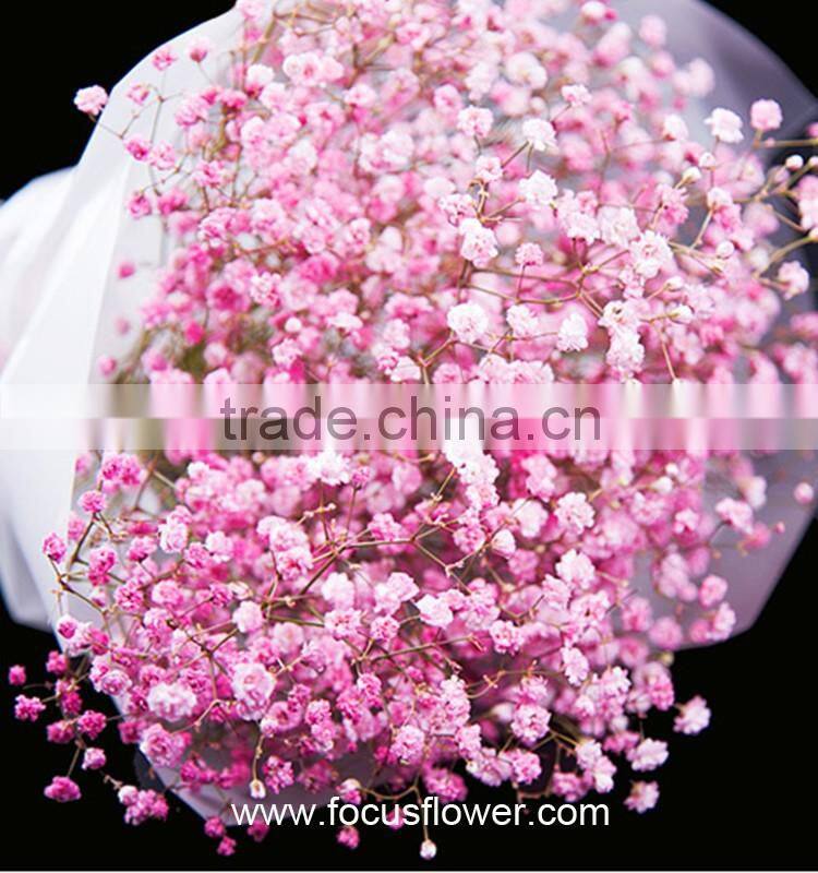 Wholesale Tropical Flowers Fresh Cut Babysbreath Global Distribution Baby's Breath