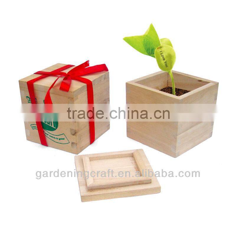 import china products bonsai tree magic growing message beans