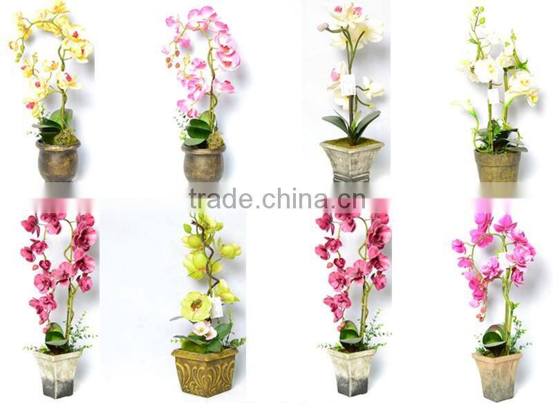 Festival Brassia Orchid In The Gilded Pot