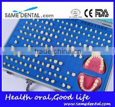 Dental models 151 teeth prepared for the standard model school education demonstration