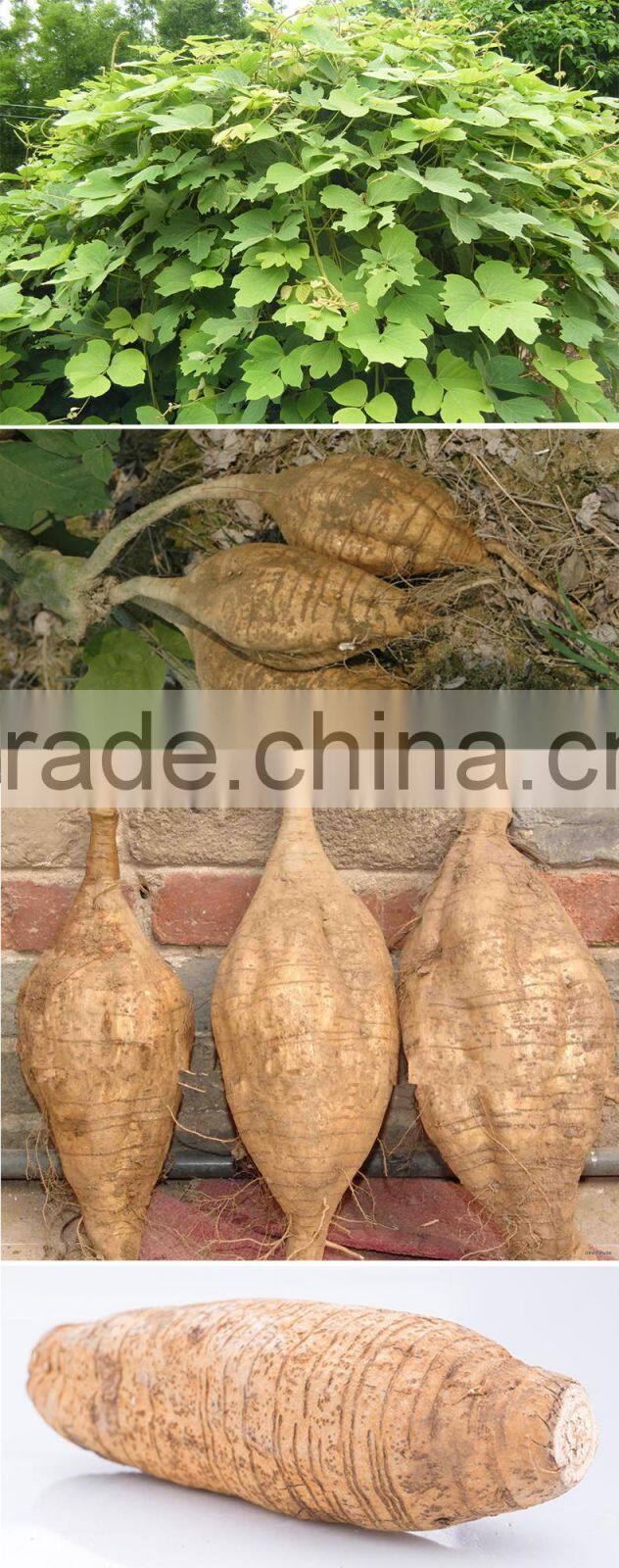 Supply high quality kudzu/kudzu root/kudzu root powder