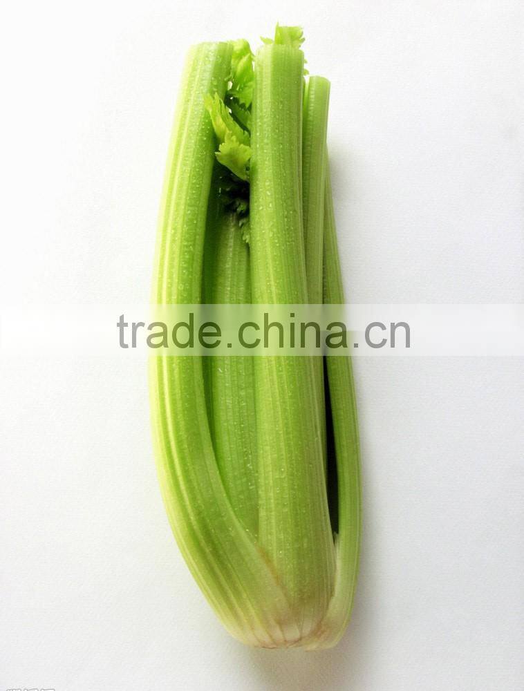 IQF celery slice/frozen celery for export