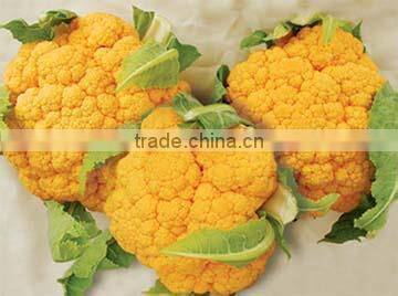 High Yield Chinese F1 Hybrid Purple Broccoli Seeds