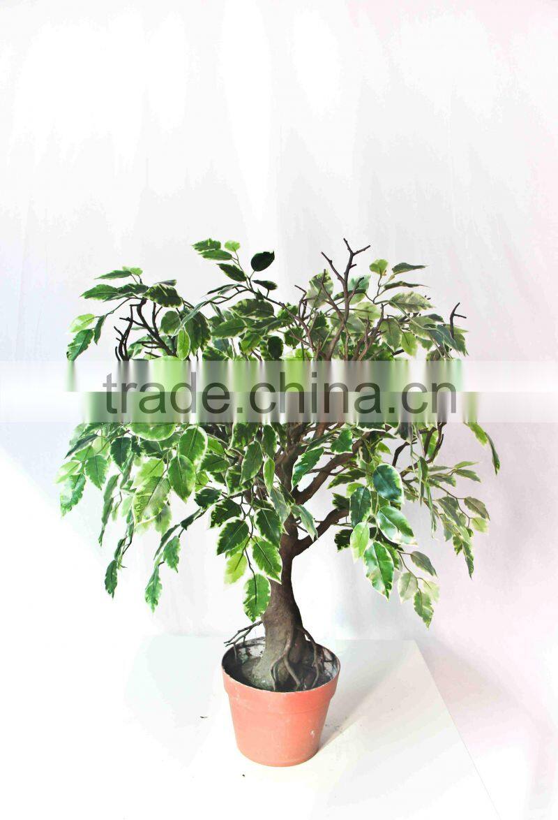 Mini fake banyan bonsai