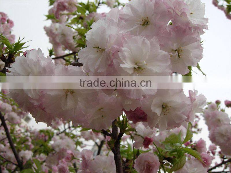 BLS036 GNW 3ft home decorative metal tree branches for crystal wedding centerpiece decorations wholesale china