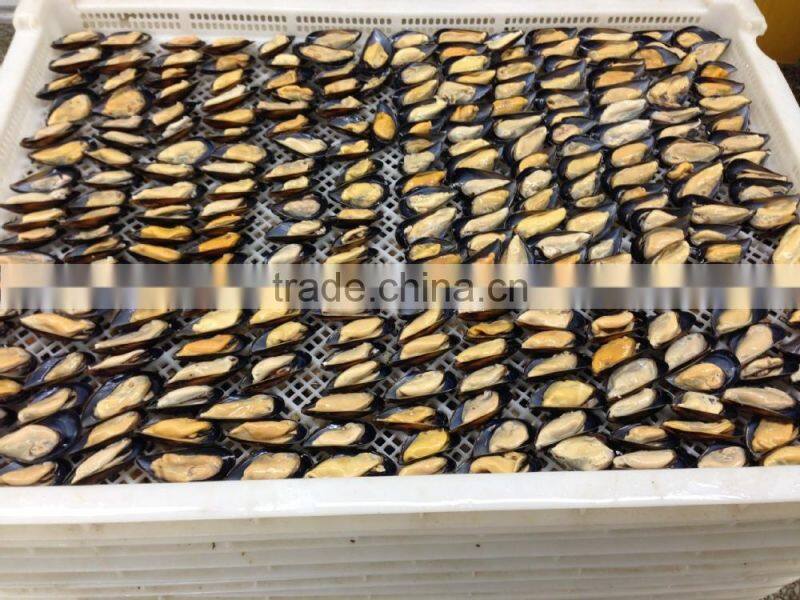 IQF Half shell blue mussel
