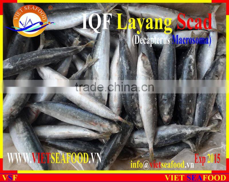 IQF LAYANG SCAD WHOLE ROUND