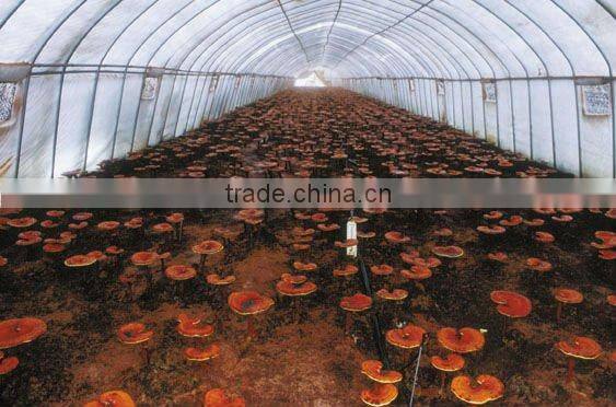 Reishi extract,herbal supplement